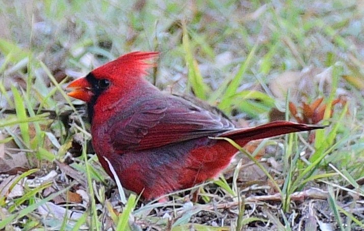 Northern Cardinal - Dawn Abbott