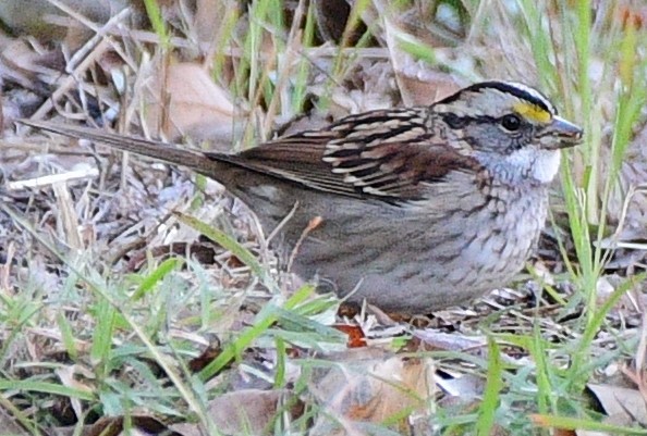 White-throated Sparrow - Dawn Abbott
