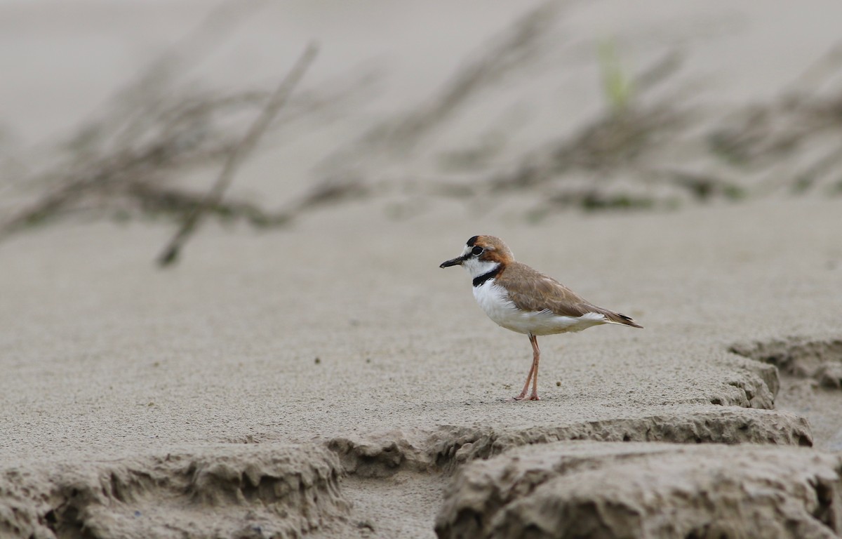 Collared Plover - ML192351831