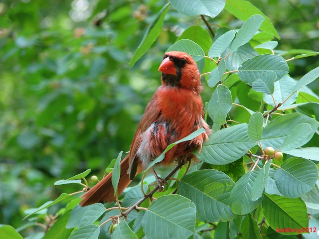 Molting male with loosely attached patches of contour feathers. - Northern Cardinal - 