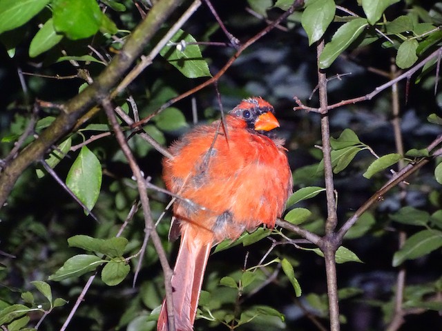Molting male with patches of new quills on head. - Northern Cardinal - 