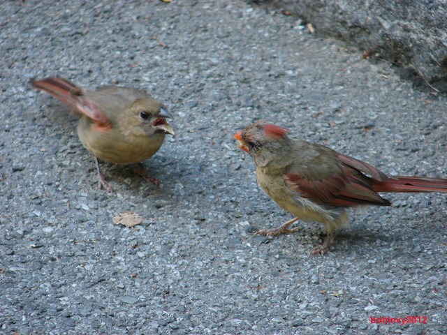Molting female with food in beak approaching begging fledgling. - Northern Cardinal - 