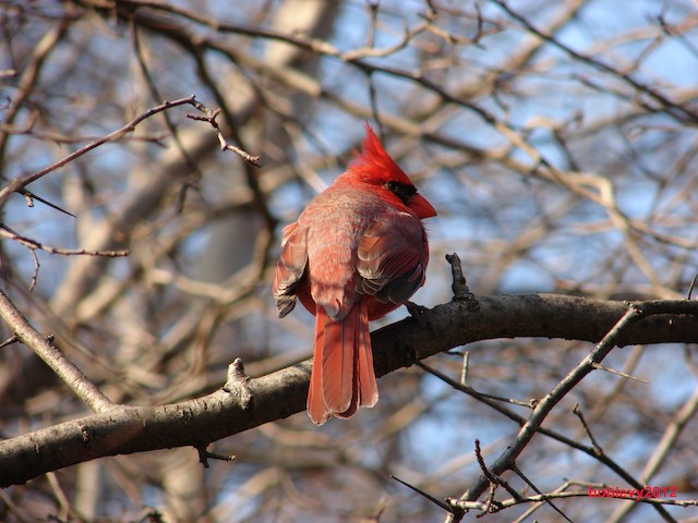 Gray tips on dorsal feathers of male in early March. - Northern Cardinal - 