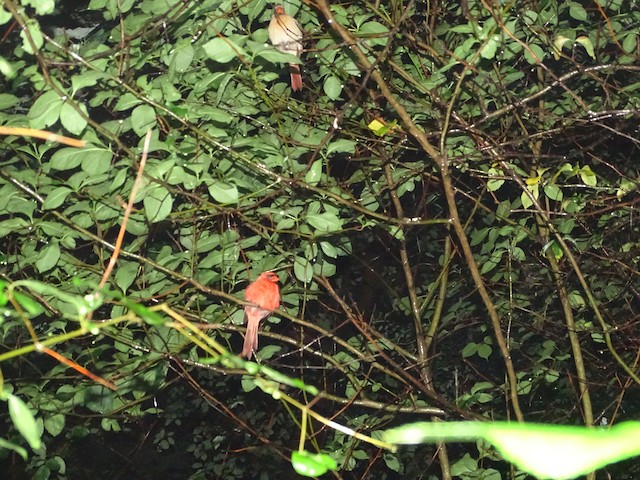Pair roosting about .5 m apart. - Northern Cardinal - 