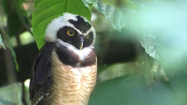 Spectacled Owl - ML192358801