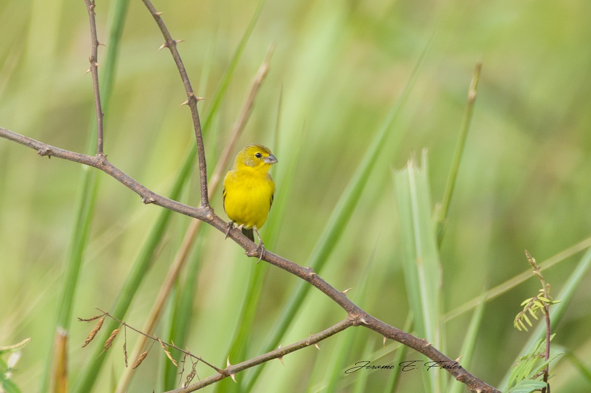 Grassland Yellow-Finch - ML192358941