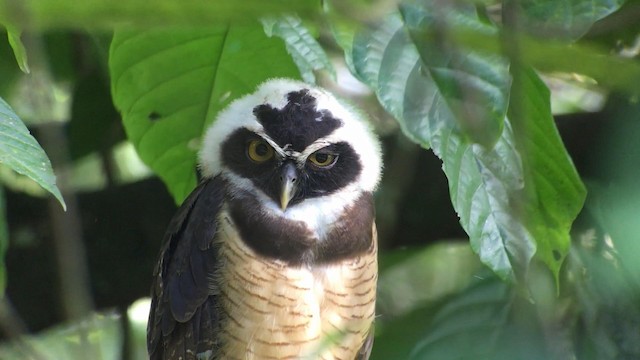 Spectacled Owl - ML192359091
