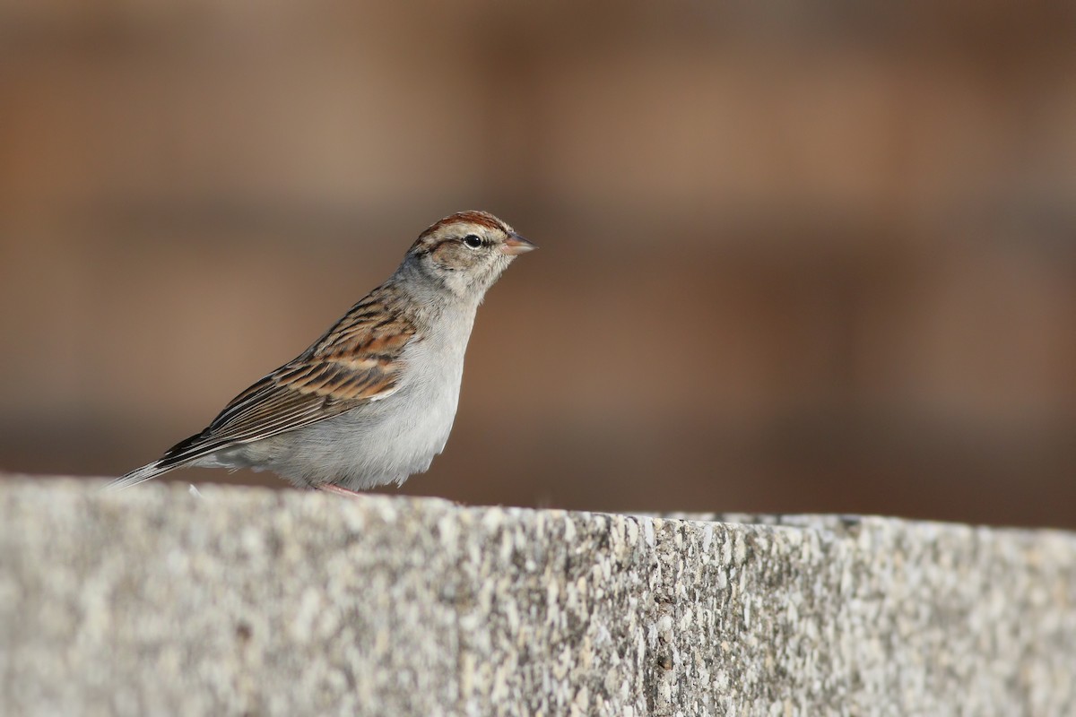 Chipping Sparrow - Jeff Ellerbusch