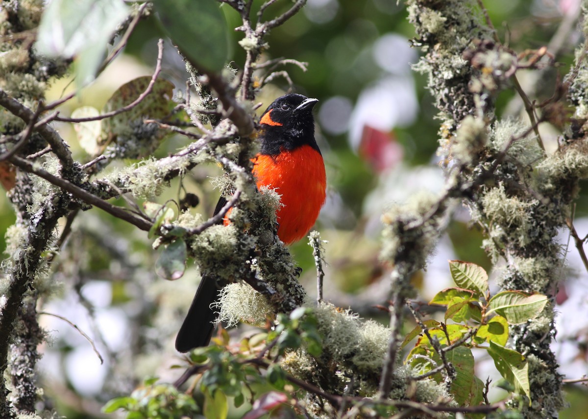 Scarlet-bellied Mountain Tanager - ML192360901