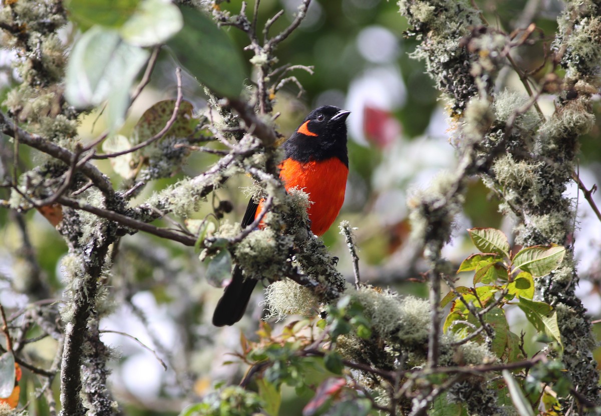 Scarlet-bellied Mountain Tanager - ML192360911