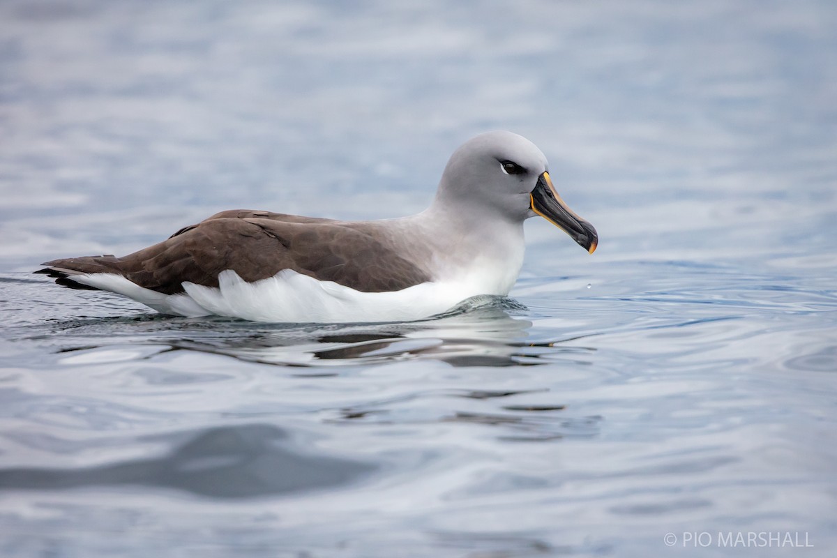 Gray-headed Albatross - Pio Marshall