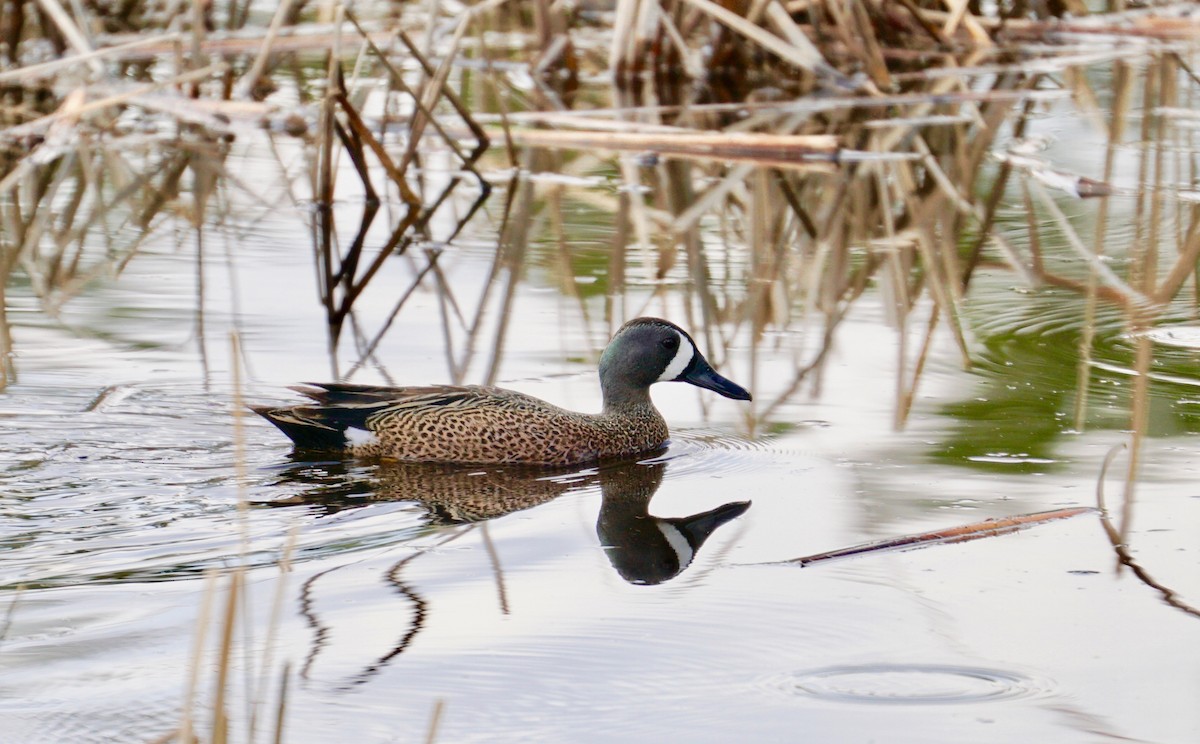 Blue-winged Teal - ML192362881