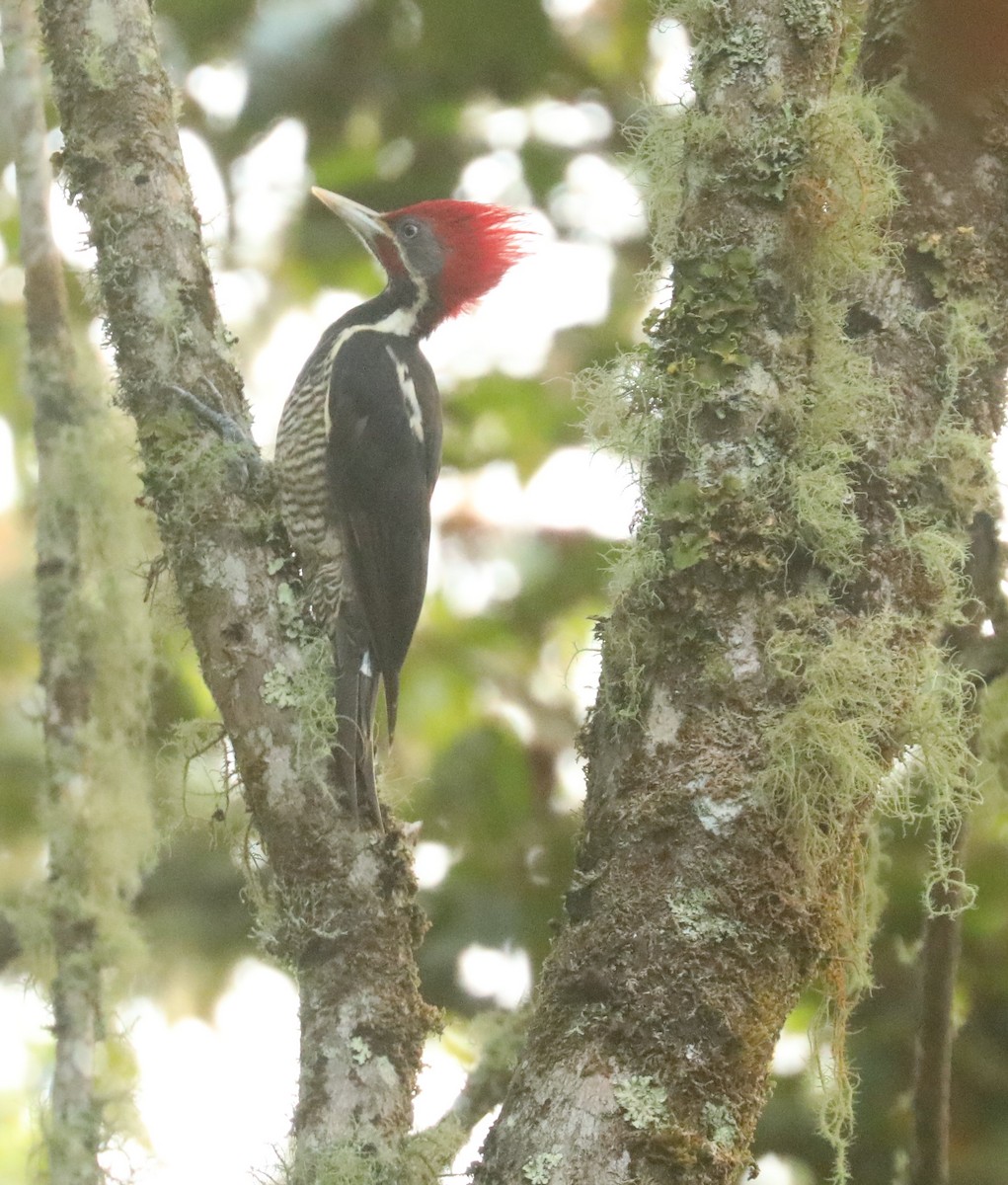 Lineated Woodpecker - Wendy Howes
