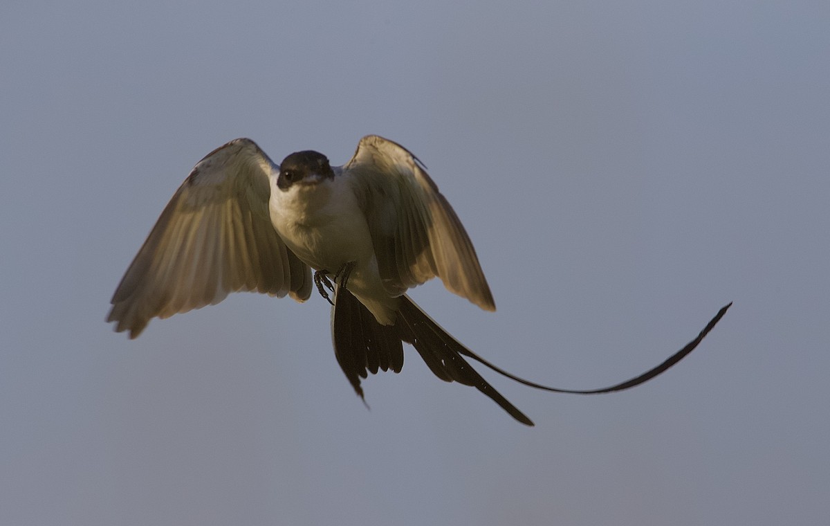 Fork-tailed Flycatcher - ML192366331