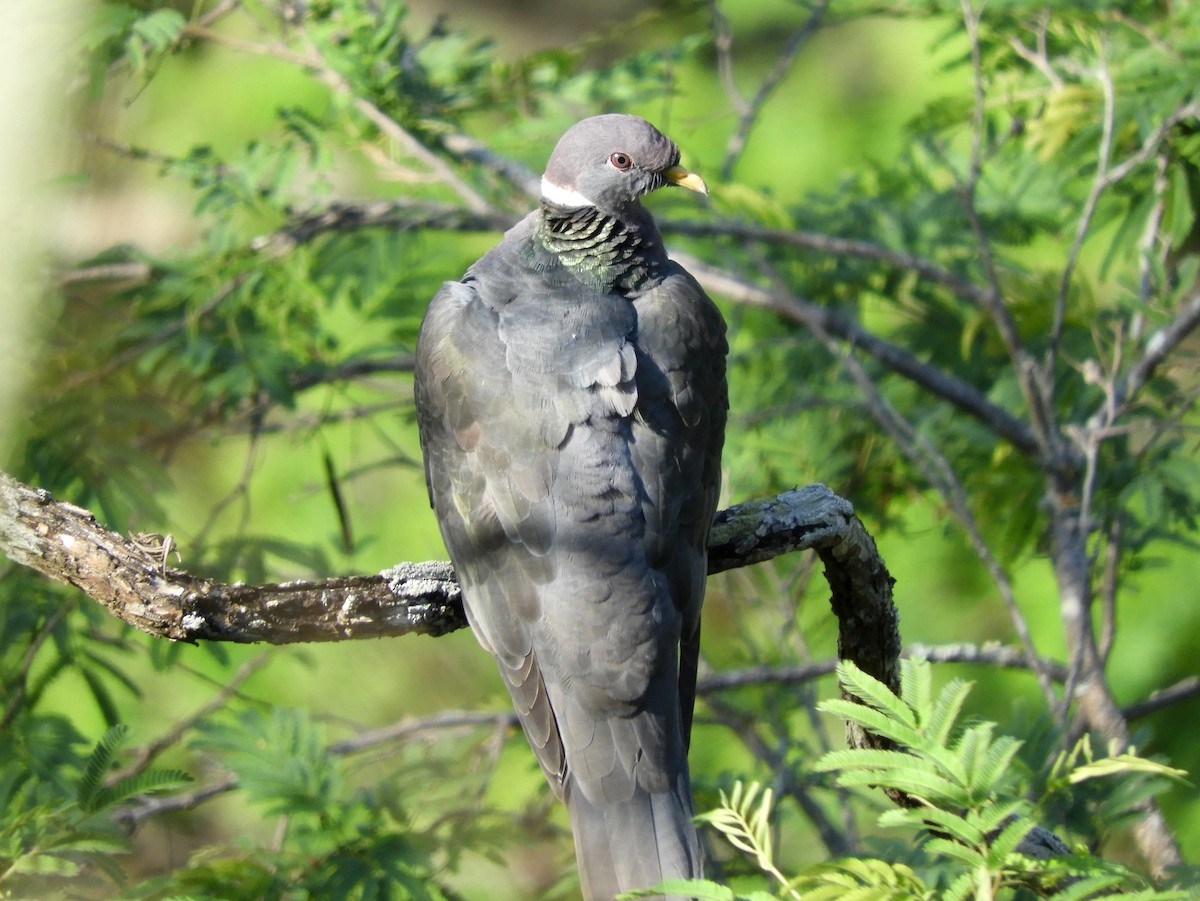 Band-tailed Pigeon - ML192374751