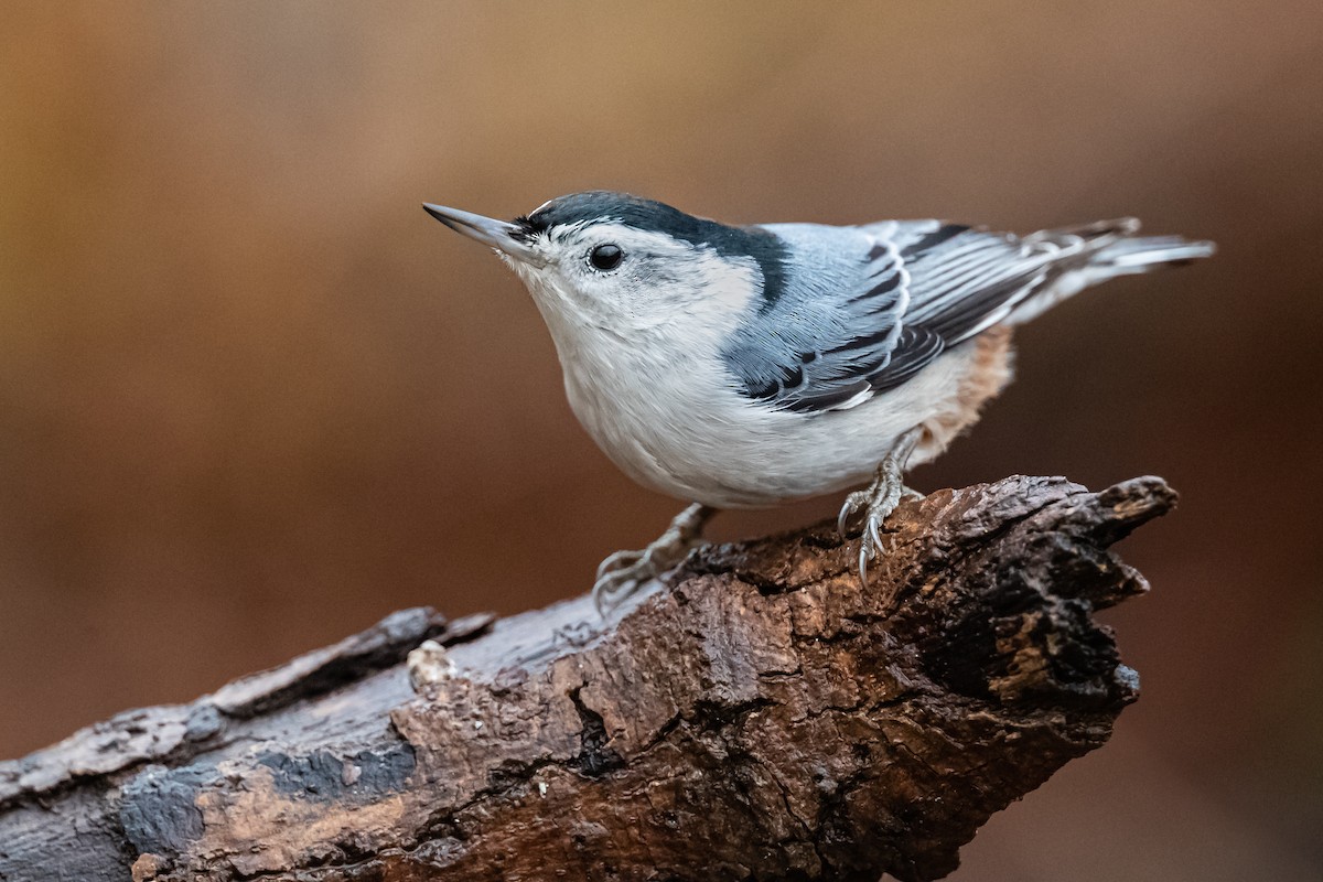 White-breasted Nuthatch - Ryan Sanderson