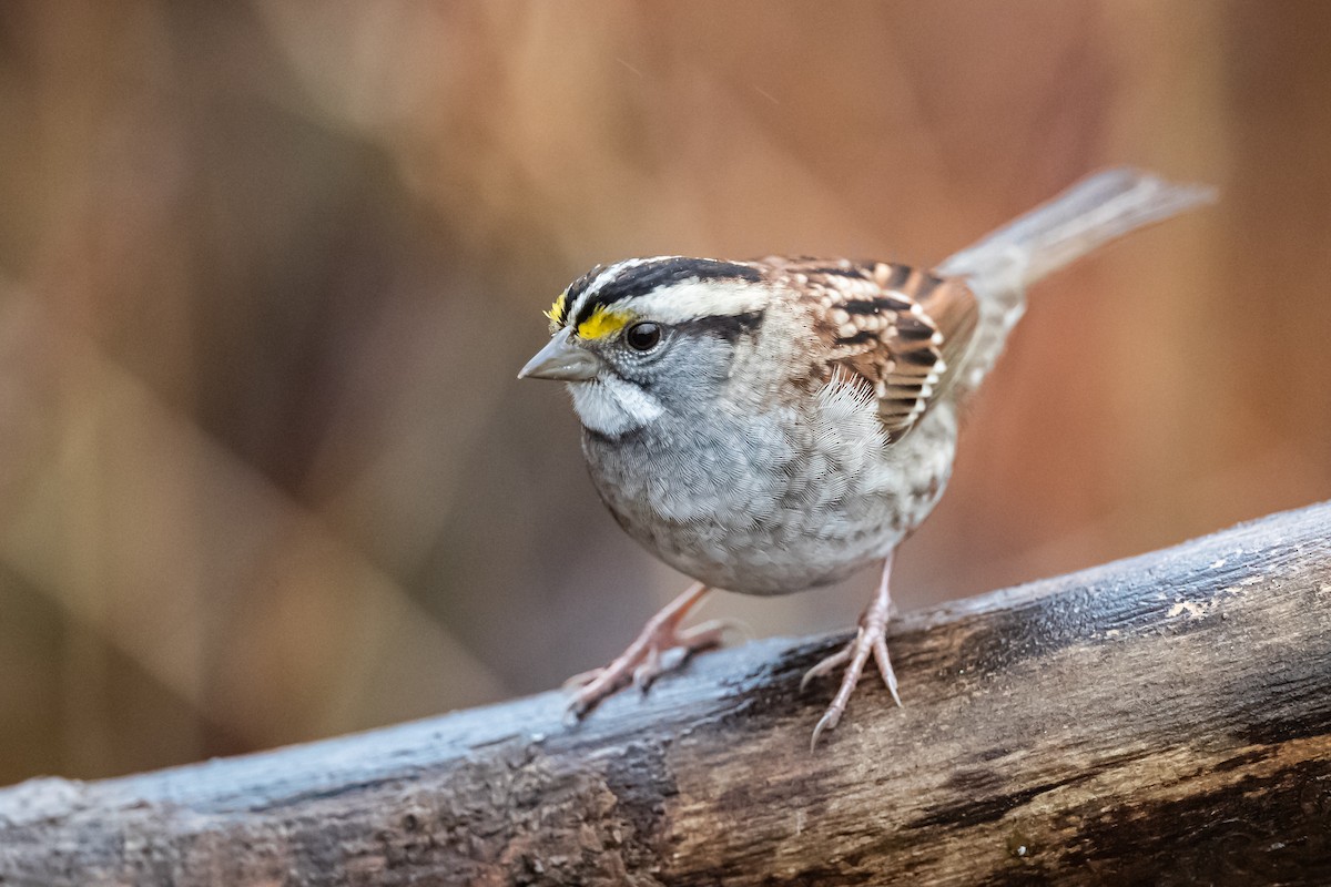 White-throated Sparrow - ML192376011