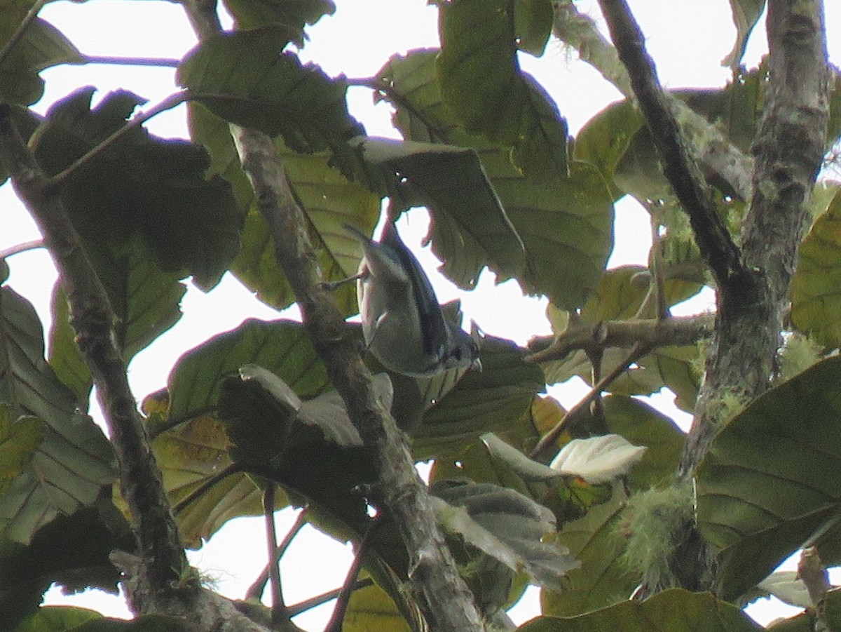 Azure-rumped Tanager - ML192376481