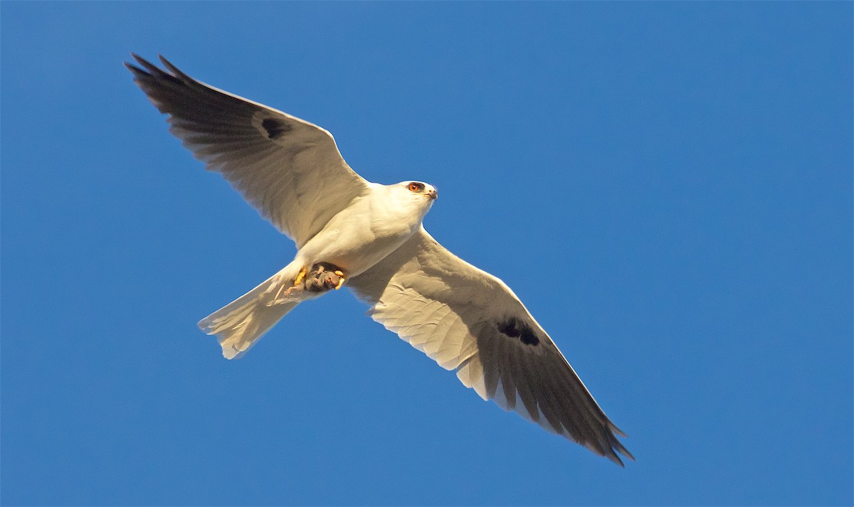 White-tailed Kite - Ed Harper