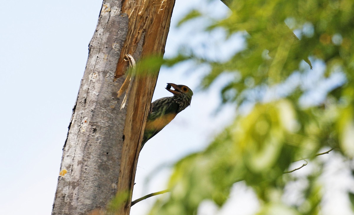 Lineated Barbet - ML192377531