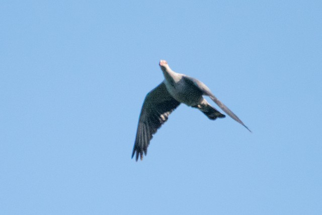 Topknot Pigeon