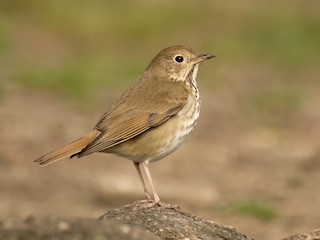  - Hermit Thrush