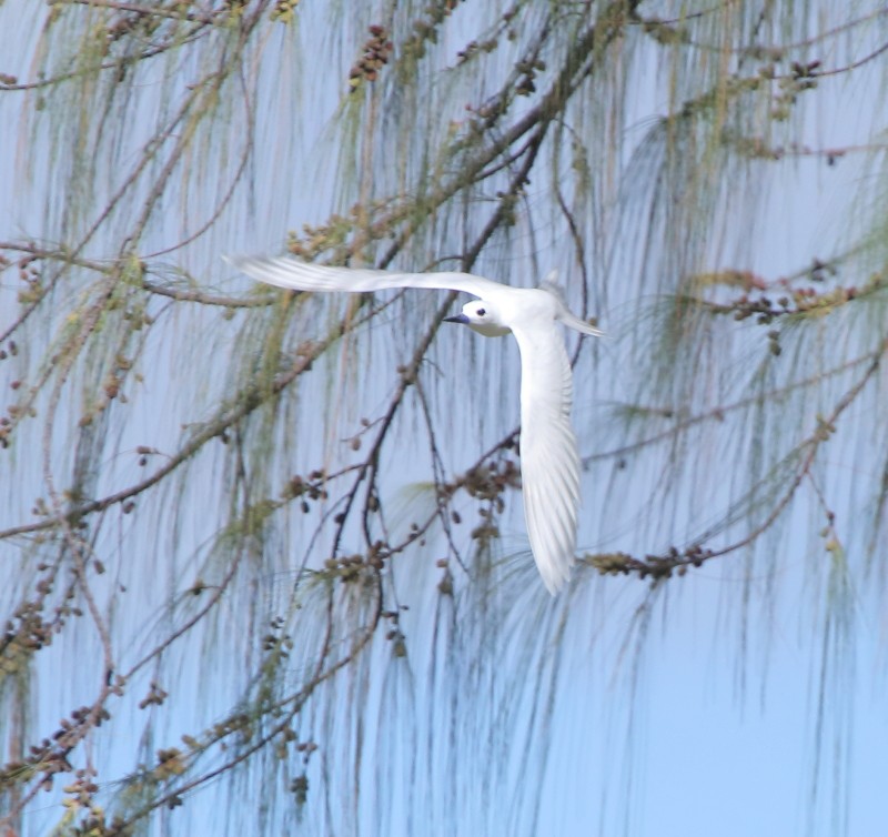 White Tern - Joseph Mancuso