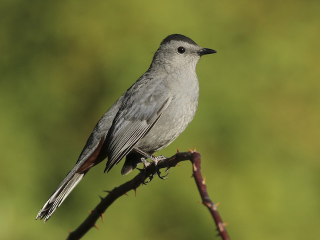 Photos Gray Catbird Dumetella Carolinensis Birds Of The World