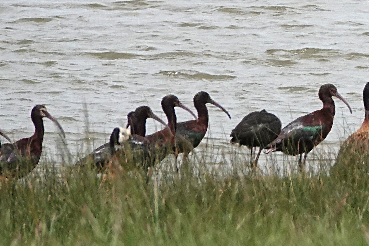 White-faced Ibis - Peter Woodall