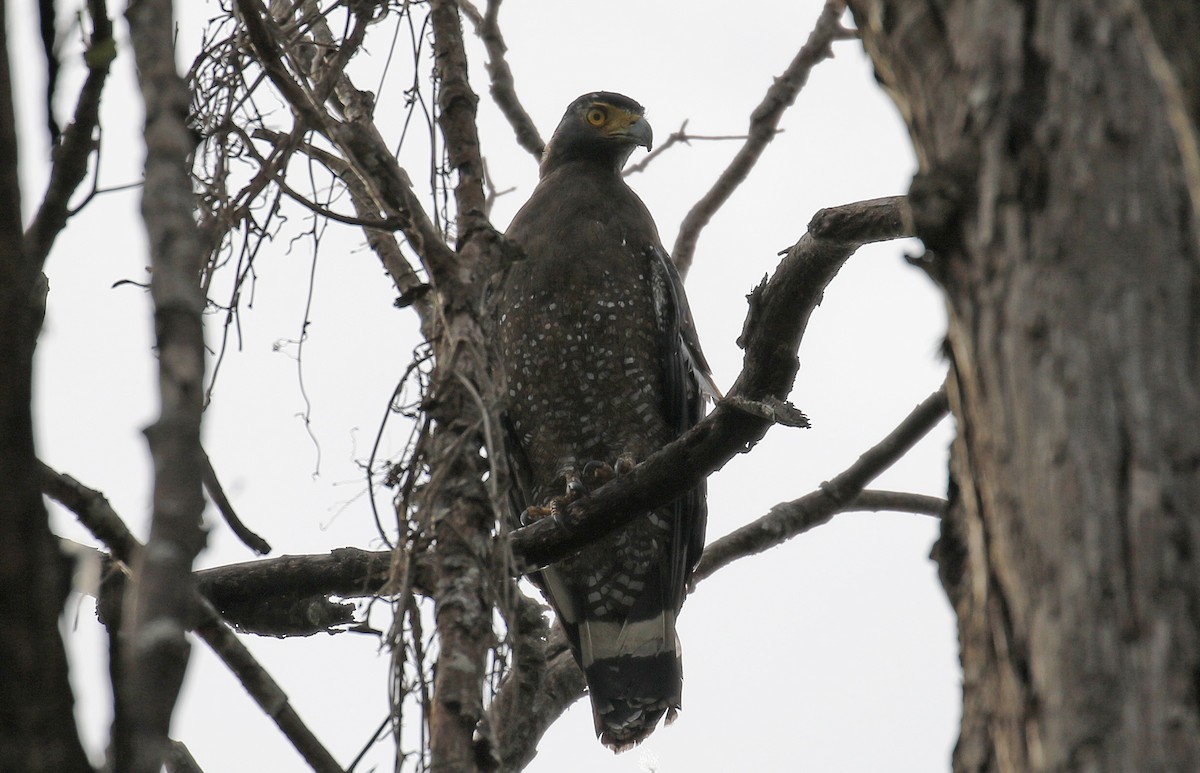 Crested Serpent-Eagle - ML192387861