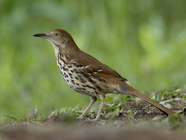 Photos Brown Thrasher Toxostoma Rufum Birds Of The World