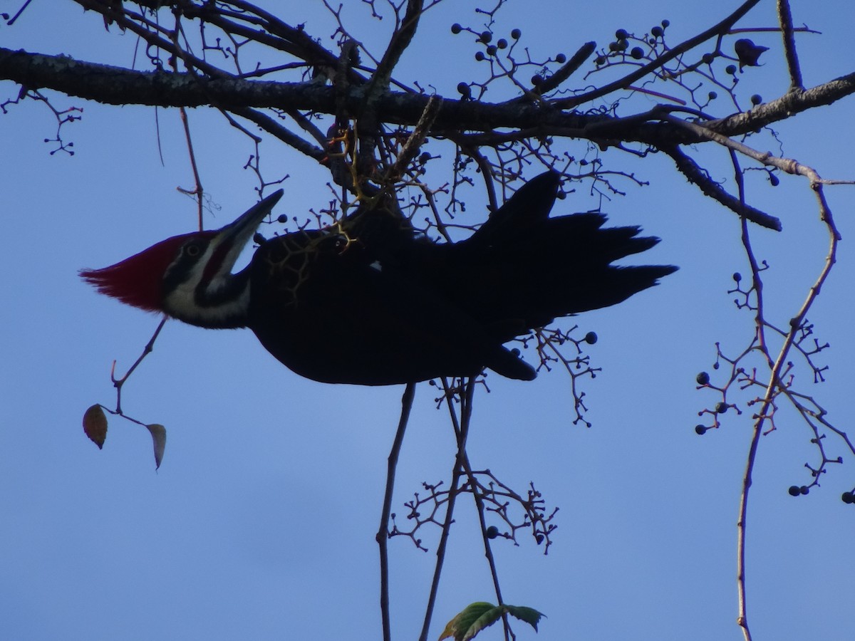 Pileated Woodpecker - Thomas Ouchterlony