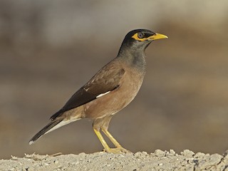  - Common Myna