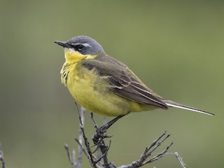  - Eastern Yellow Wagtail