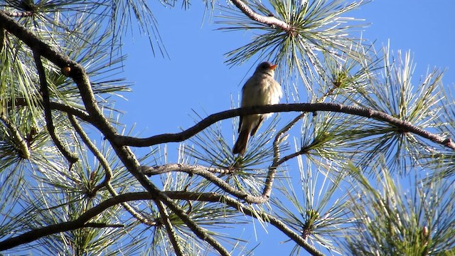 Greater Pewee - ML192391871