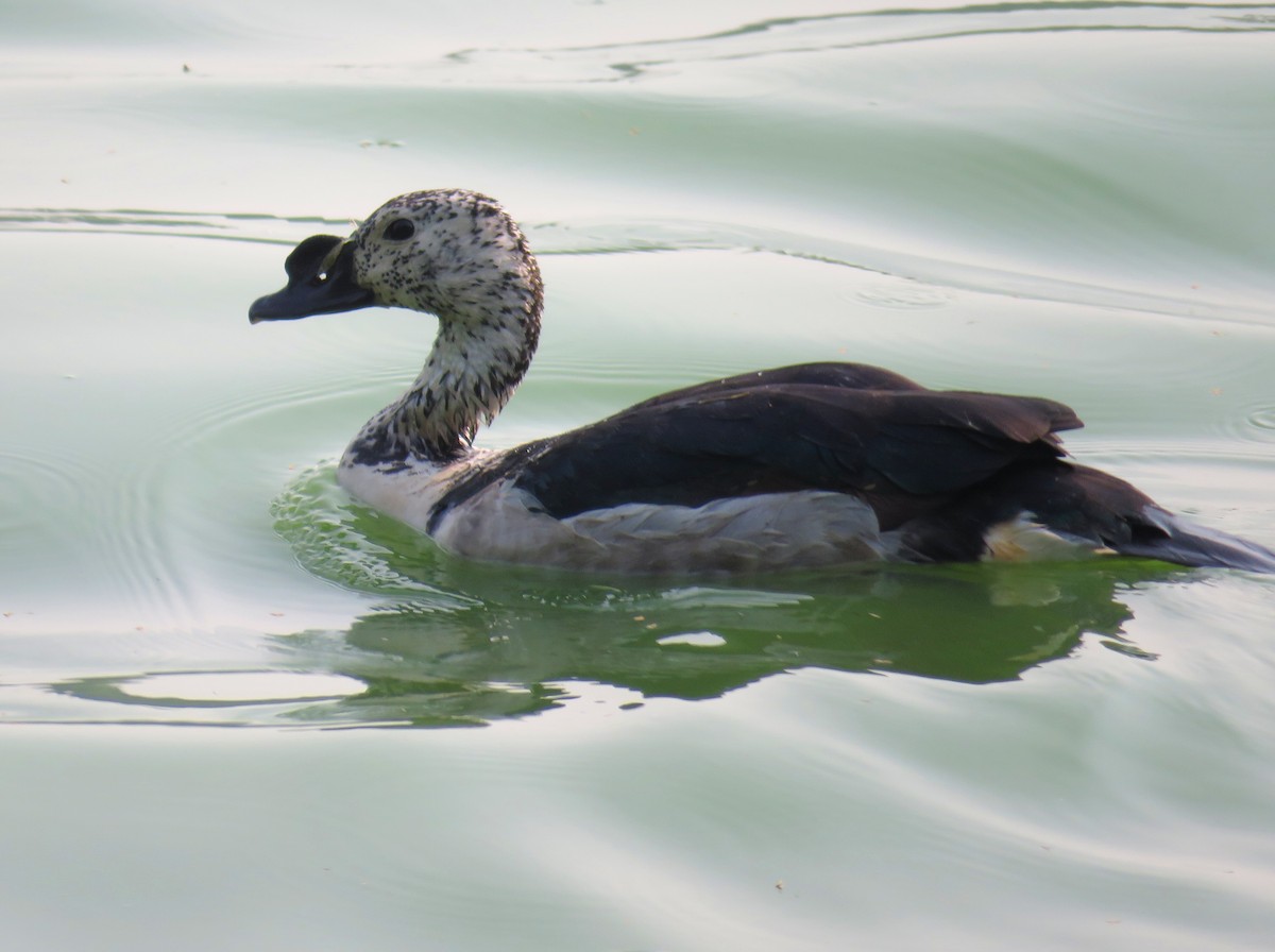 Knob-billed Duck - Santharam V