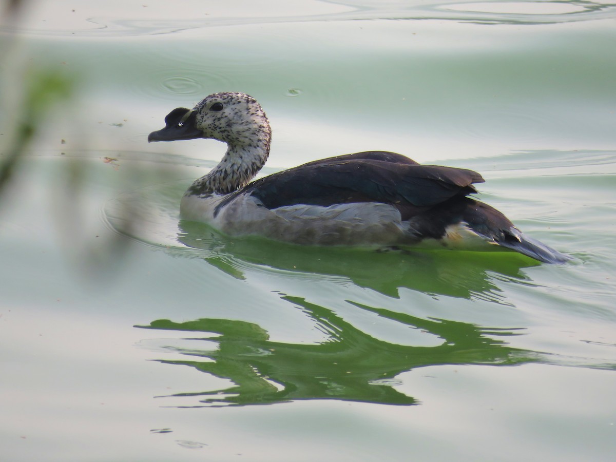 Knob-billed Duck - Santharam V
