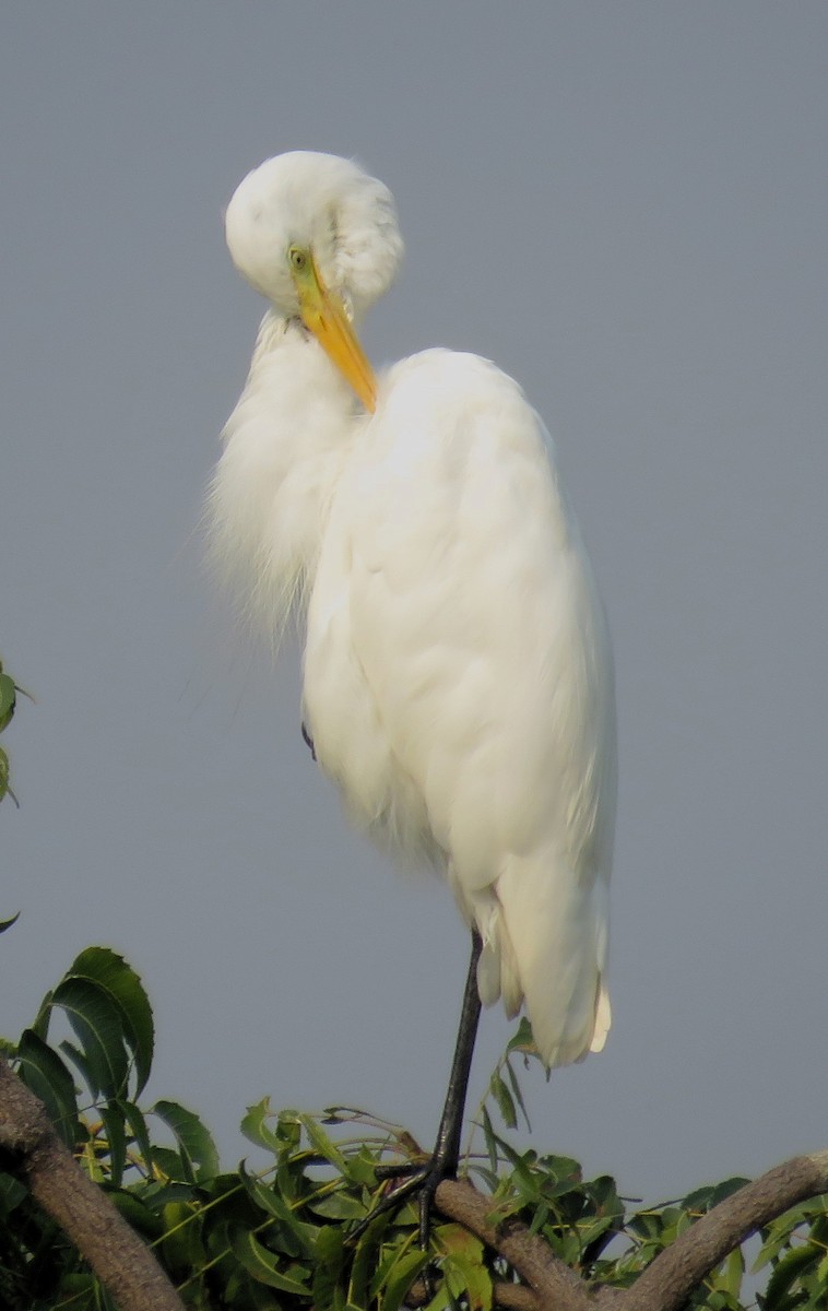 Medium Egret - Santharam V