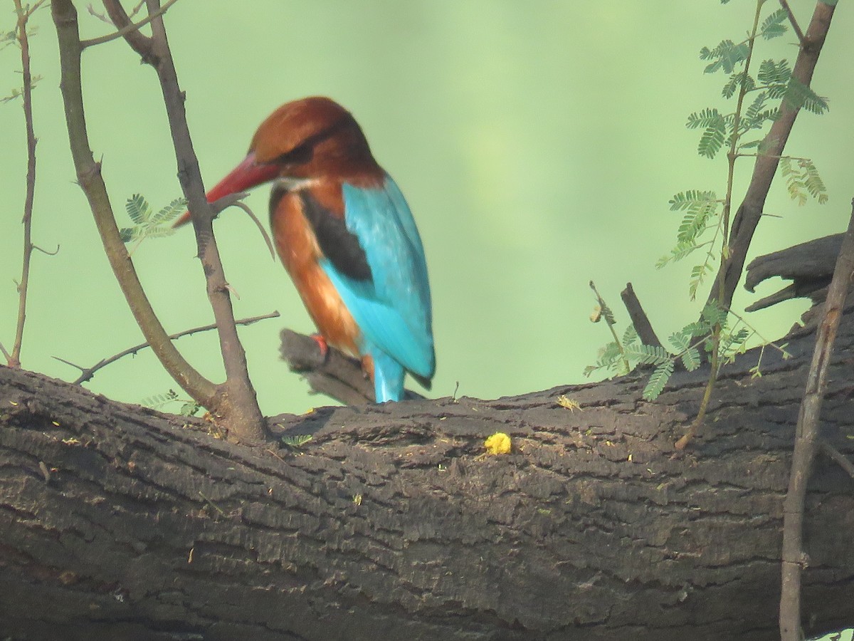 White-throated Kingfisher - Santharam V