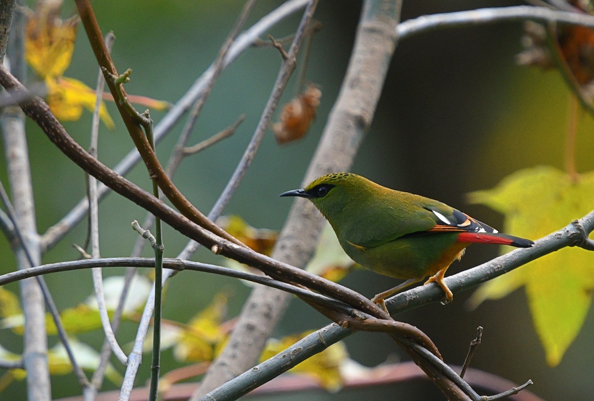 Fire-tailed Myzornis - ML192401061