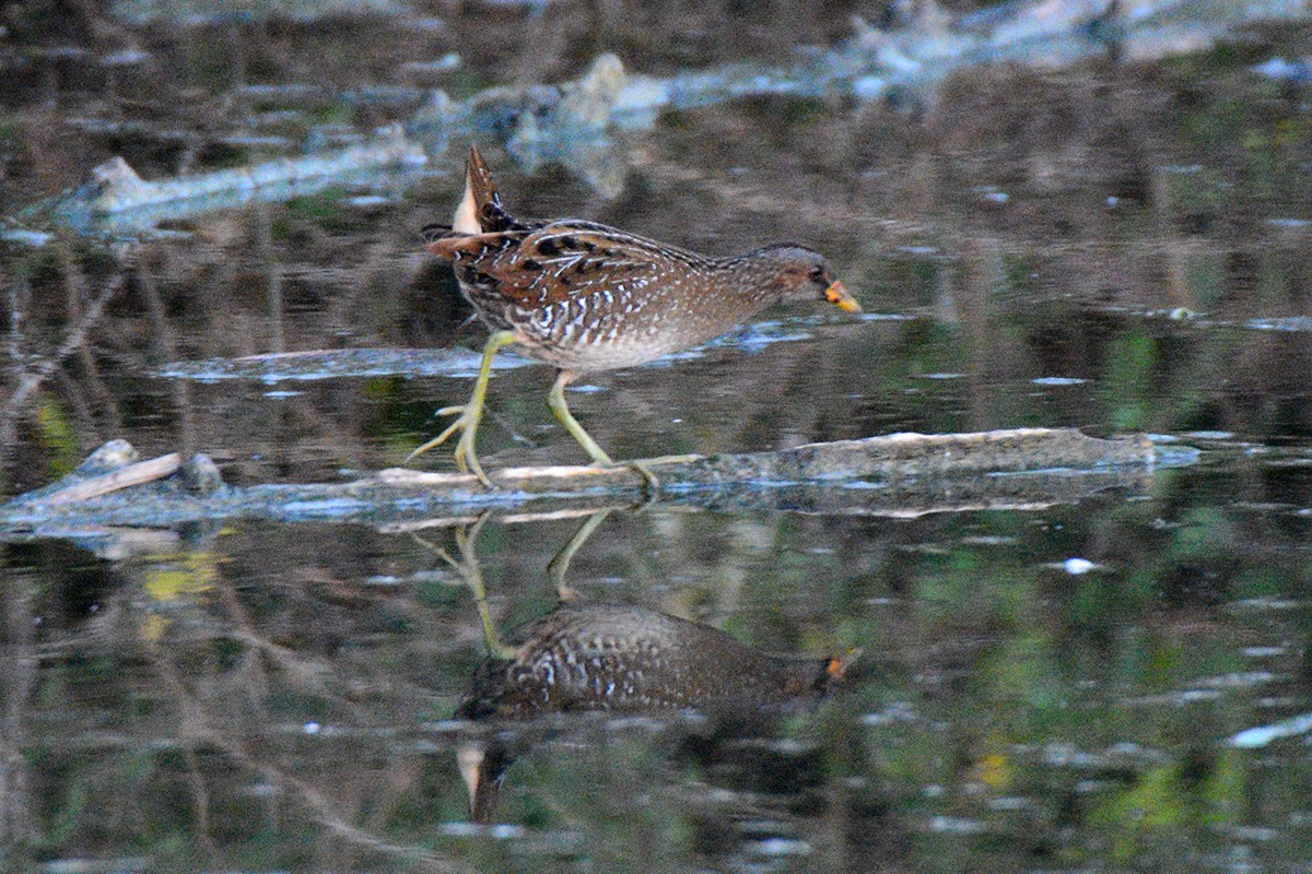 Spotted Crake - ML192403731