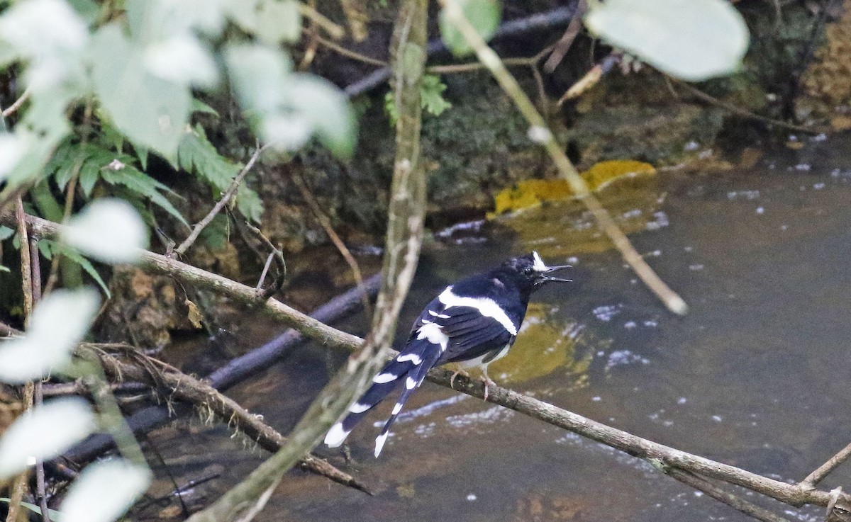 White-crowned Forktail (Northern) - ML192404491