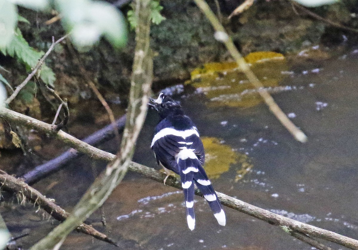 White-crowned Forktail (Northern) - Mark  Hogarth
