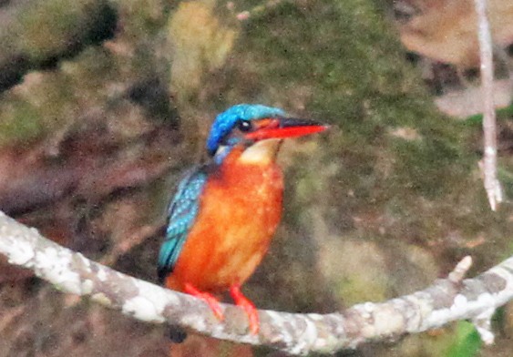 Blue-eared Kingfisher - Mark  Hogarth
