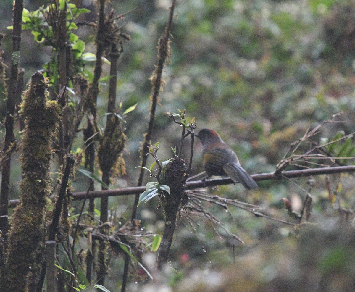 Chestnut-crowned Laughingthrush - ML192406291