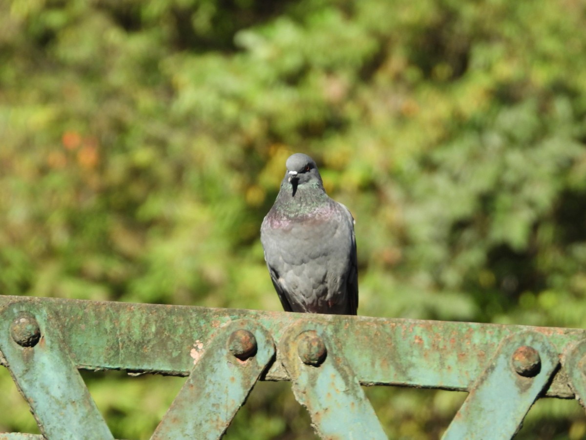 Rock Pigeon (Feral Pigeon) - ML192408951