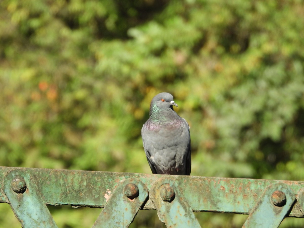 Rock Pigeon (Feral Pigeon) - ML192408961