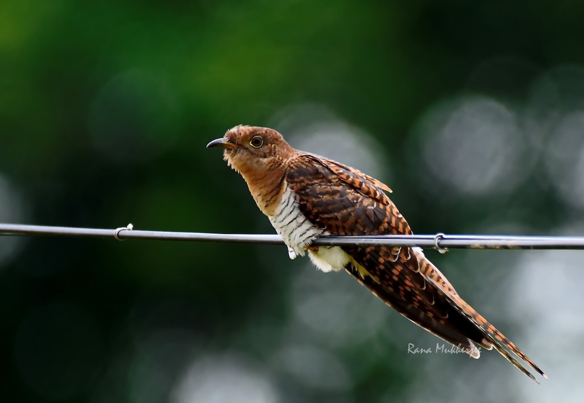 Common Cuckoo - Rana Mukherjee