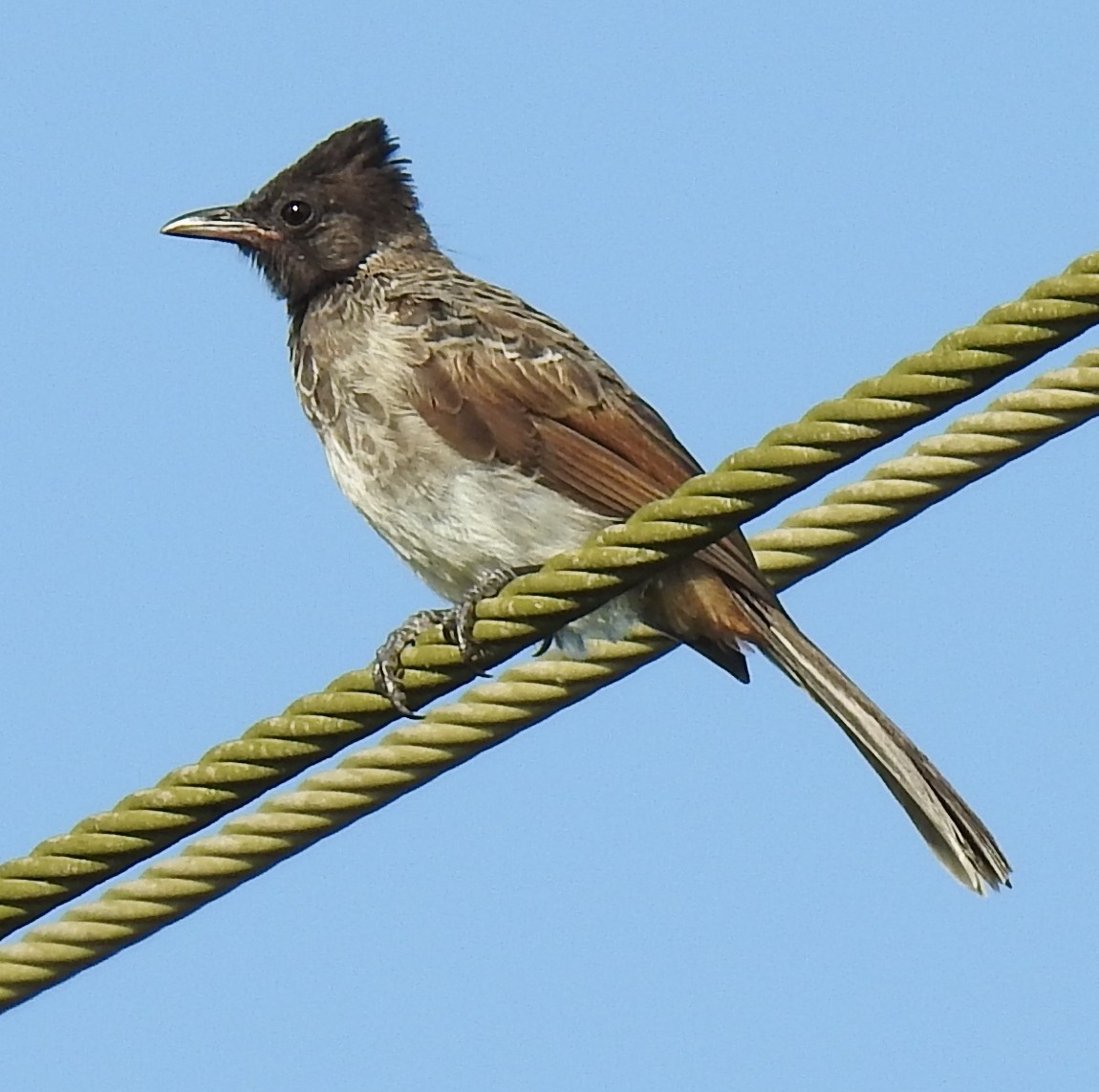 Red-vented Bulbul - ML192410961