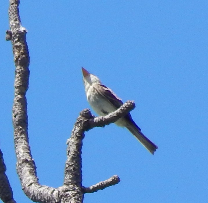 Greater Pewee - ML192412411